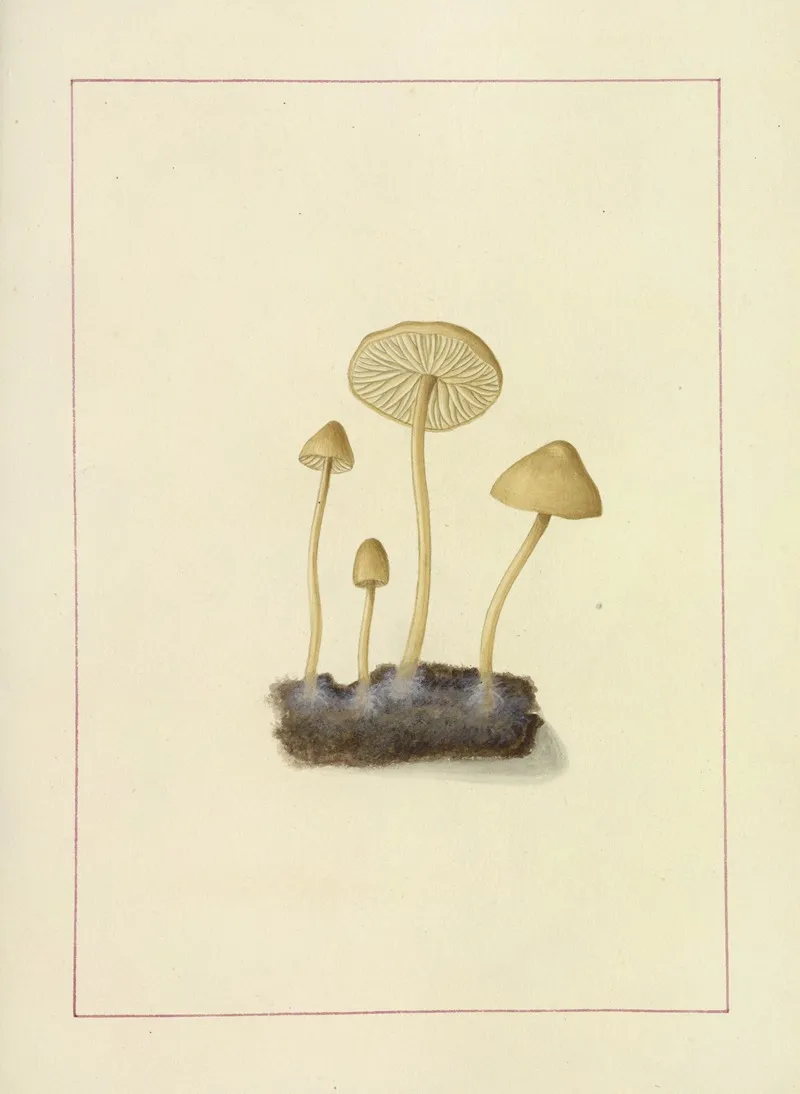Icons Fungorum Circa Halifax Sponte Nascentium Pl 099 Wall Art by James Bolton - High-Resolution Digital Print