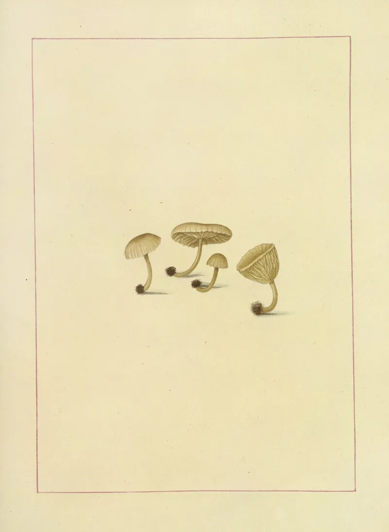 Icons Fungorum Circa Halifax Sponte Nascentium Pl 100 Wall Art by James Bolton - High-Resolution Digital Print