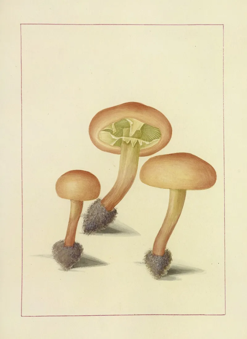 Icons Fungorum Circa Halifax Sponte Nascentium Pl 101 Wall Art by James Bolton - High-Resolution Digital Print