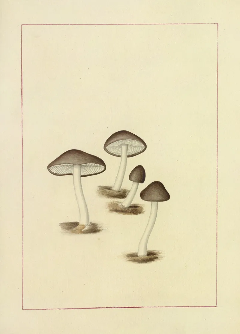 Icons Fungorum Circa Halifax Sponte Nascentium Pl 103 Wall Art by James Bolton - High-Resolution Digital Print