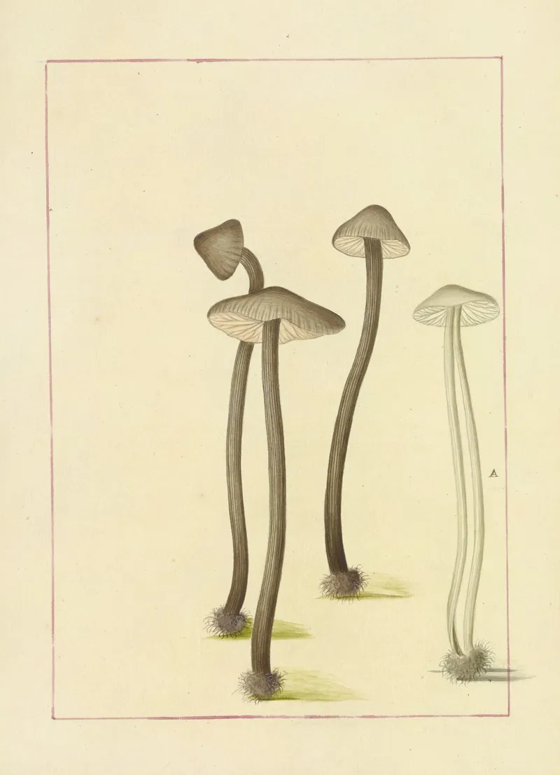 Icons Fungorum Circa Halifax Sponte Nascentium Pl 104 Wall Art by James Bolton - High-Resolution Digital Print