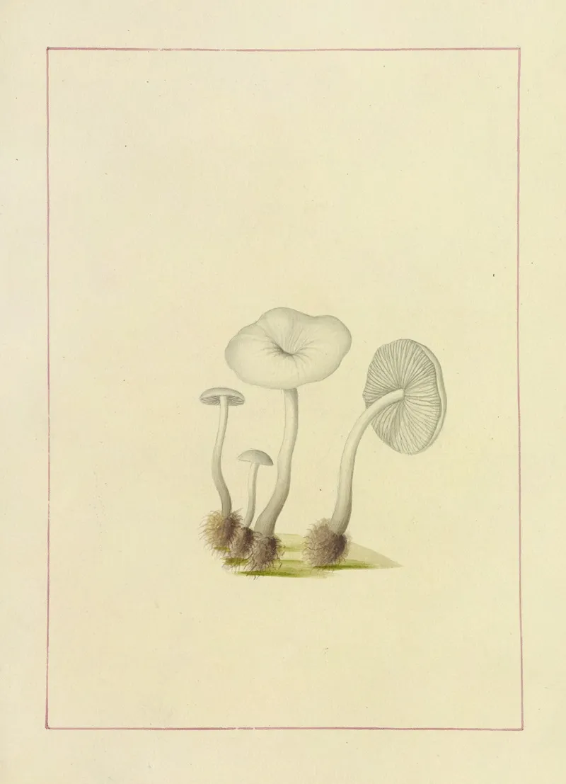 Icons Fungorum Circa Halifax Sponte Nascentium Pl 106 Wall Art by James Bolton - High-Resolution Digital Print