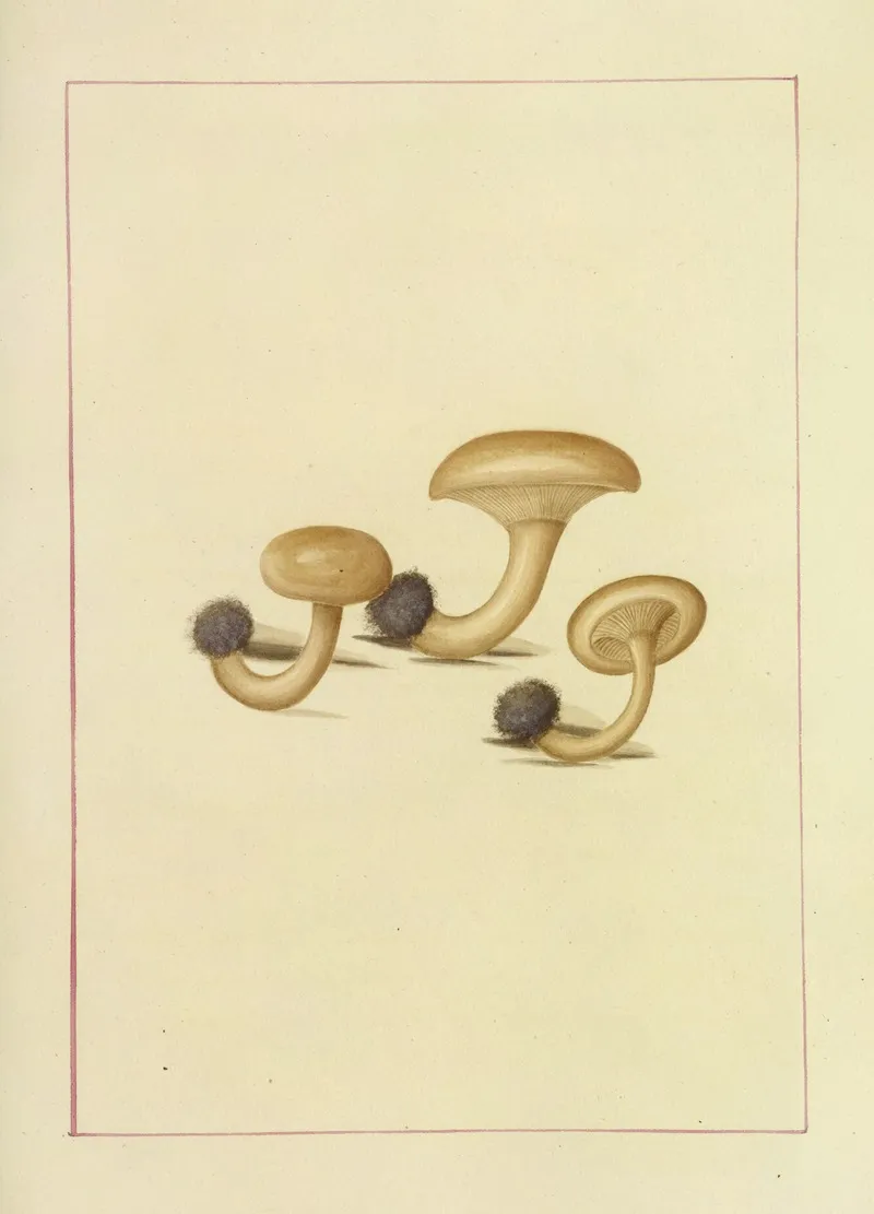Icons Fungorum Circa Halifax Sponte Nascentium Pl 109 Wall Art by James Bolton - High-Resolution Digital Print