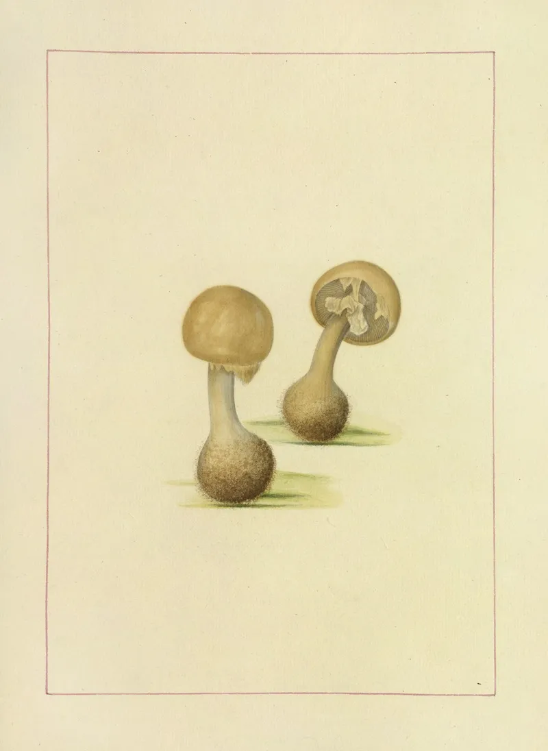 Icons Fungorum Circa Halifax Sponte Nascentium Pl 111 Wall Art by James Bolton - High-Resolution Digital Print