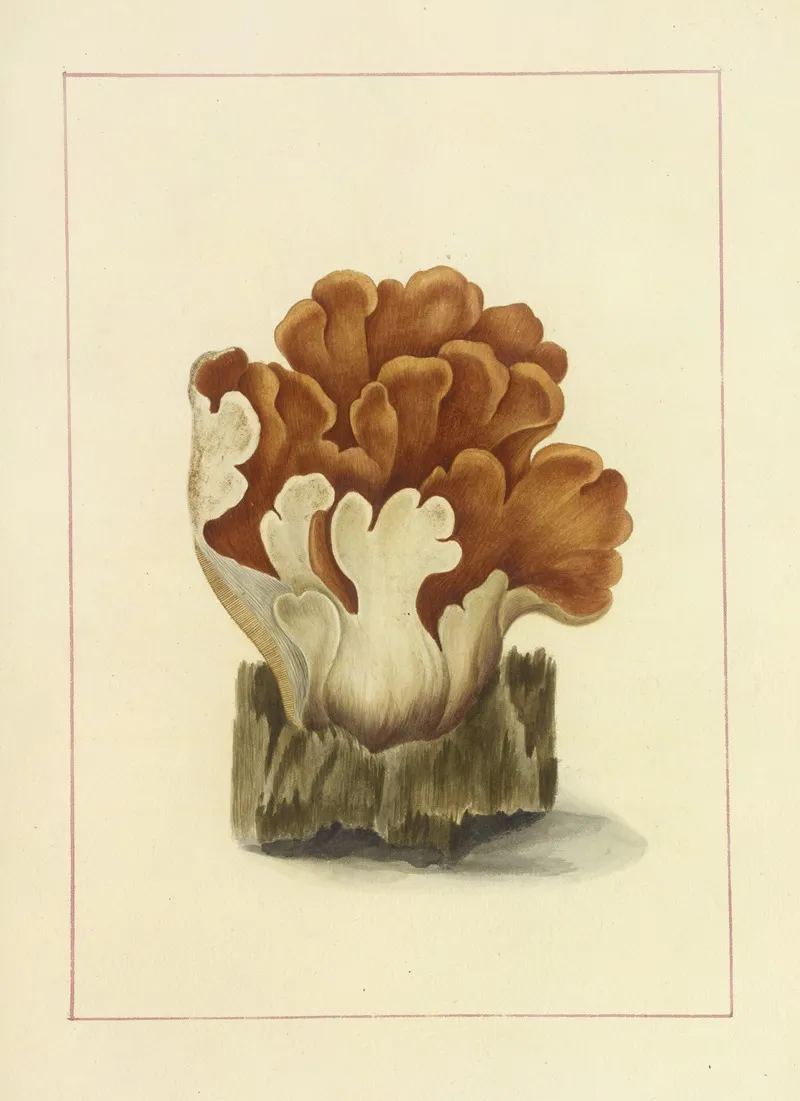 Icons Fungorum Circa Halifax Sponte Nascentium Pl 113 Wall Art by James Bolton - High-Resolution Digital Print