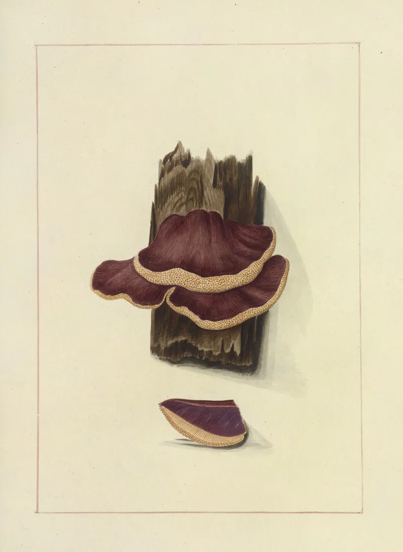 Icons Fungorum Circa Halifax Sponte Nascentium Pl 114 Wall Art by James Bolton - High-Resolution Digital Print
