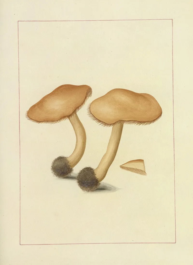 Icons Fungorum Circa Halifax Sponte Nascentium Pl 115 Wall Art by James Bolton - High-Resolution Digital Print