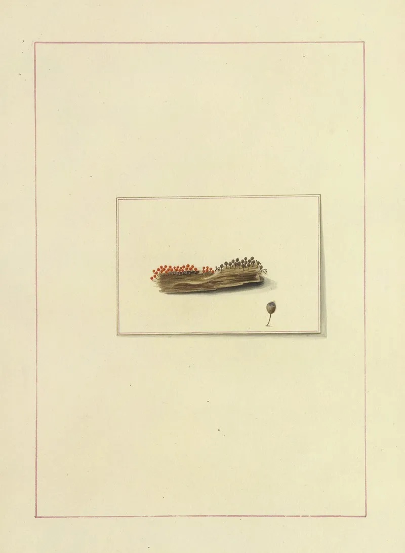 Icons Fungorum Circa Halifax Sponte Nascentium Pl 116 Wall Art by James Bolton - High-Resolution Digital Print