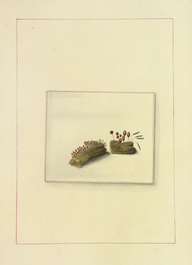 Icons Fungorum Circa Halifax Sponte Nascentium Pl 117 Wall Art by James Bolton - High-Resolution Digital Print