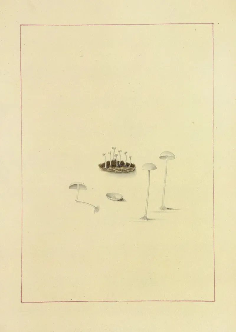 Icons Fungorum Circa Halifax Sponte Nascentium Pl 118 Wall Art by James Bolton - High-Resolution Digital Print