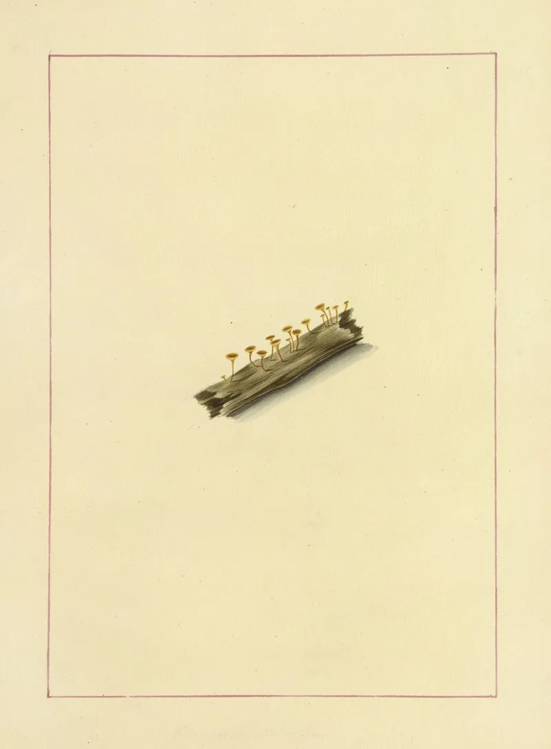 Icons Fungorum Circa Halifax Sponte Nascentium Pl 121 Wall Art by James Bolton - High-Resolution Digital Print