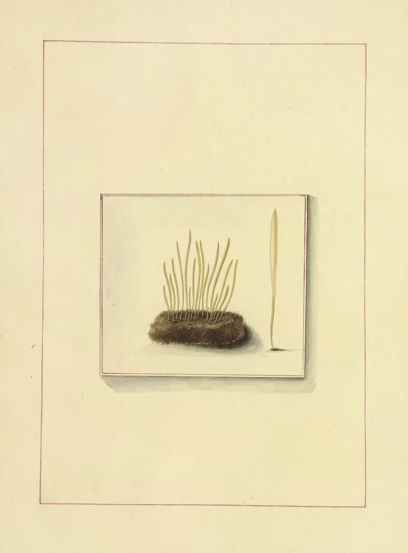 Icons Fungorum Circa Halifax Sponte Nascentium Pl 124 Wall Art by James Bolton - High-Resolution Digital Print