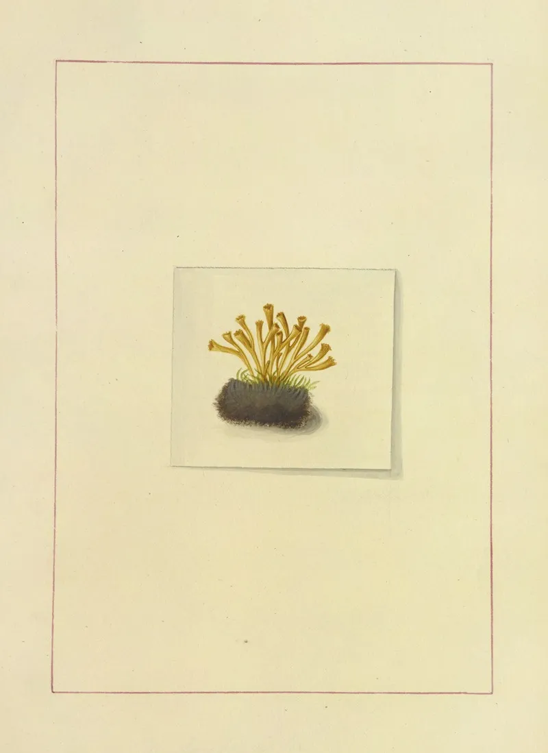 Icons Fungorum Circa Halifax Sponte Nascentium Pl 125 Wall Art by James Bolton - High-Resolution Digital Print