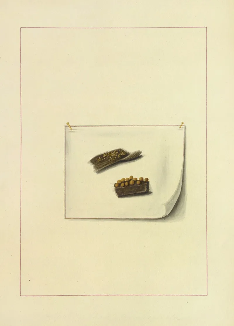 Icons Fungorum Circa Halifax Sponte Nascentium Pl 126 Wall Art by James Bolton - High-Resolution Digital Print