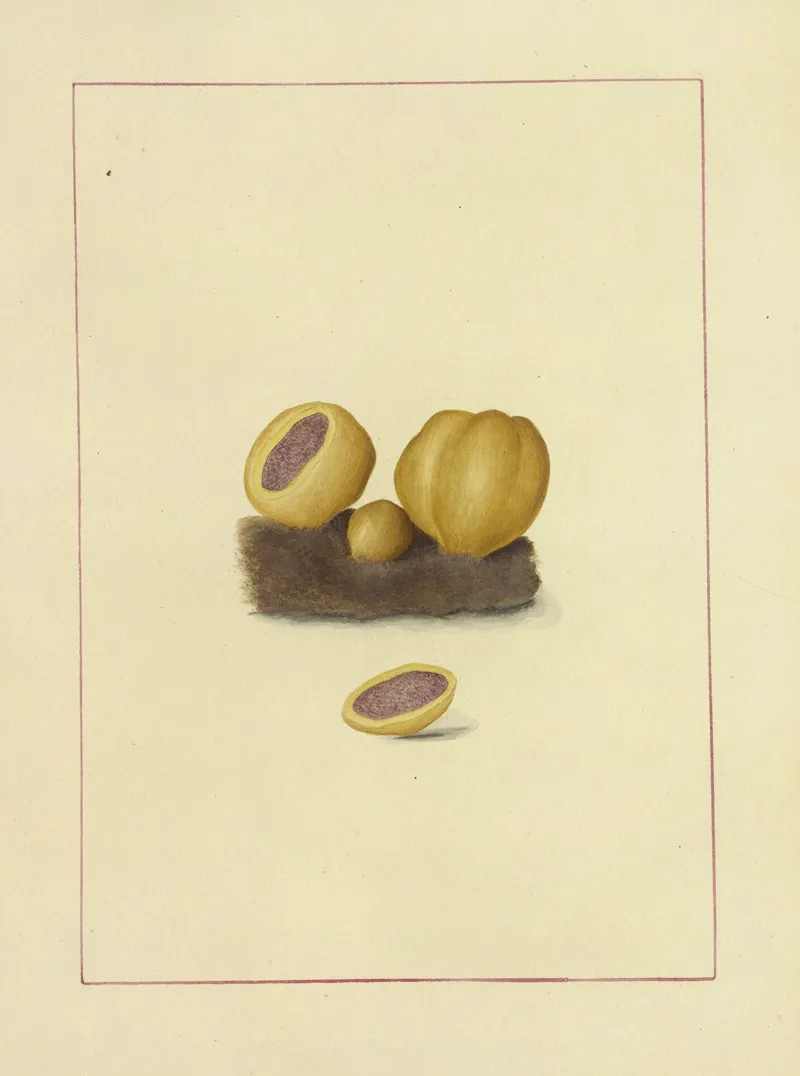 Icons Fungorum Circa Halifax Sponte Nascentium Pl 127 Wall Art by James Bolton - High-Resolution Digital Print