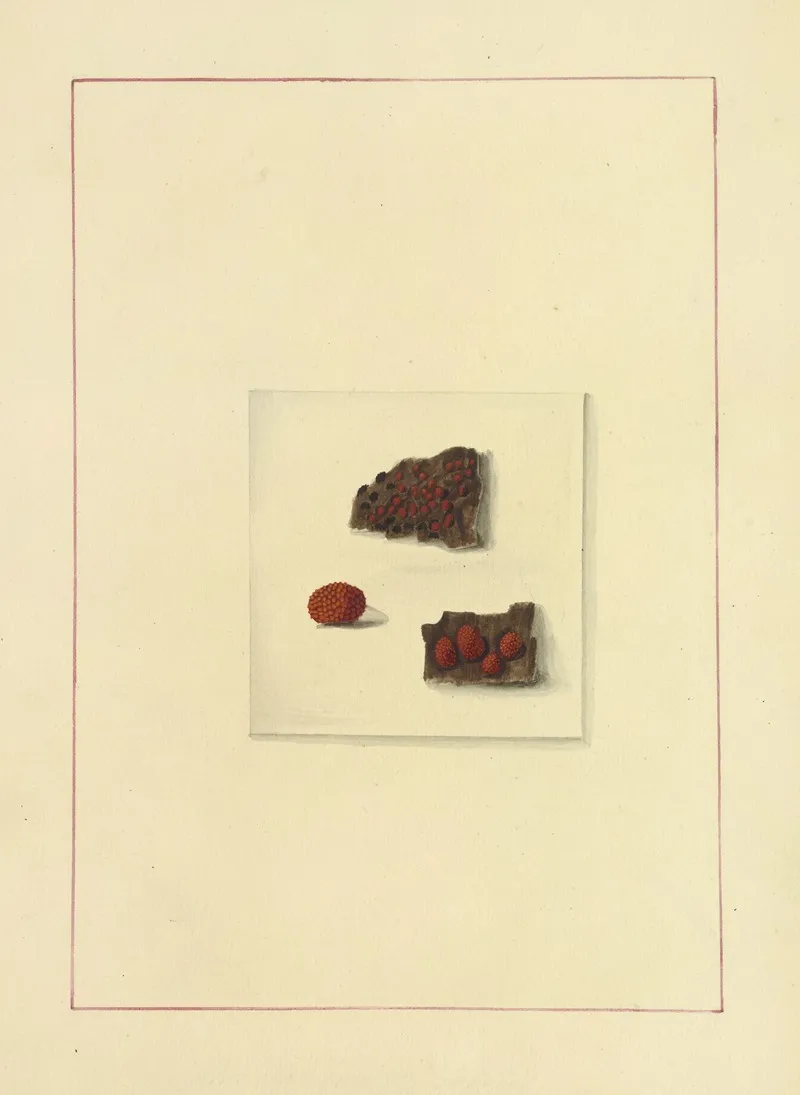 Icons Fungorum Circa Halifax Sponte Nascentium Pl 129 Wall Art by James Bolton - High-Resolution Digital Print