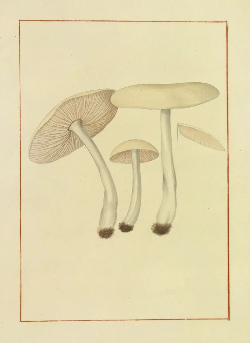 Icons Fungorum Circa Halifax Sponte Nascentium Pl 130 Wall Art by James Bolton - High-Resolution Digital Print
