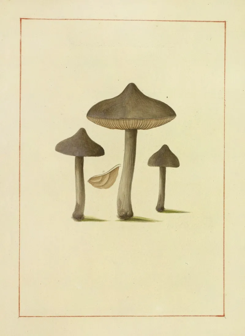Icons Fungorum Circa Halifax Sponte Nascentium Pl 131 Wall Art by James Bolton - High-Resolution Digital Print