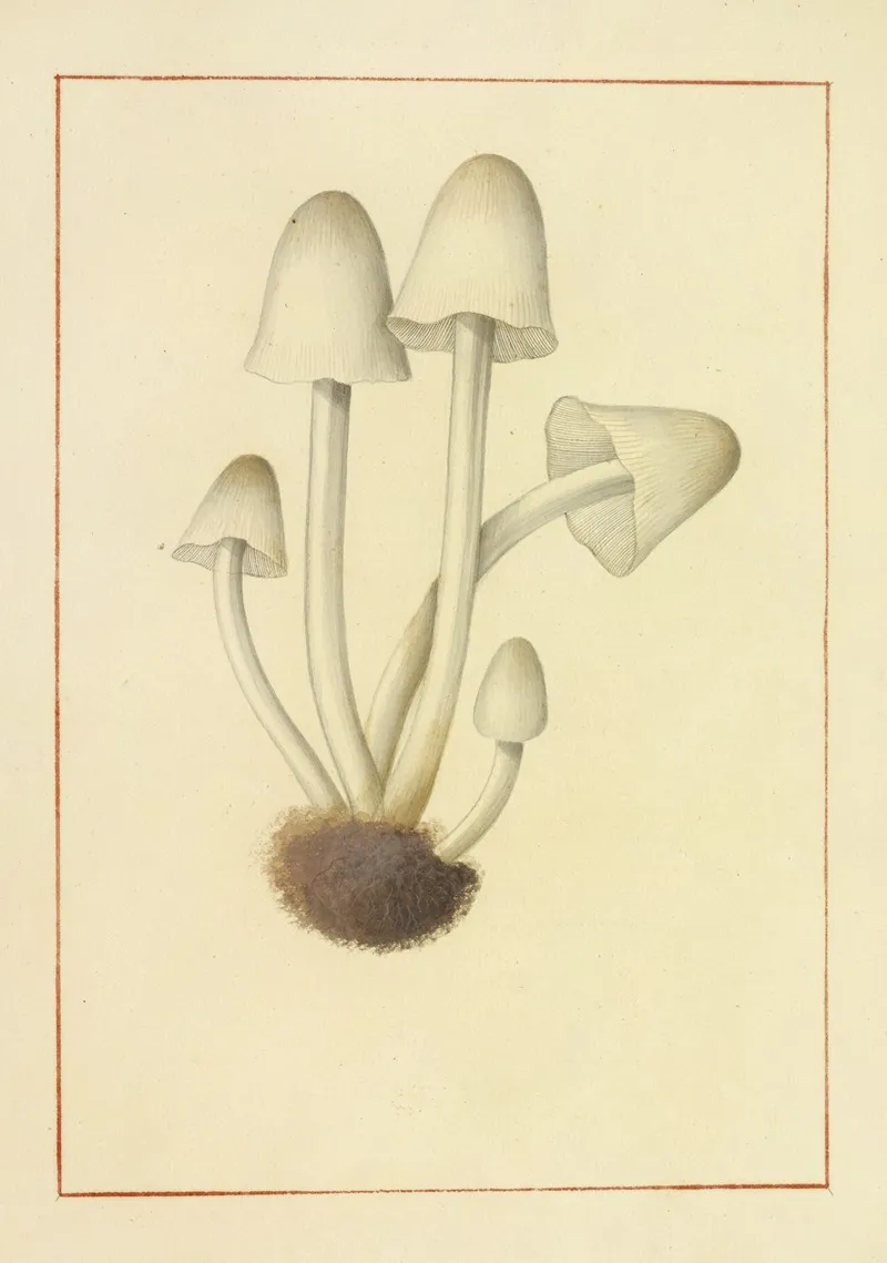 Icons Fungorum Circa Halifax Sponte Nascentium Pl 132 Wall Art by James Bolton - High-Resolution Digital Print