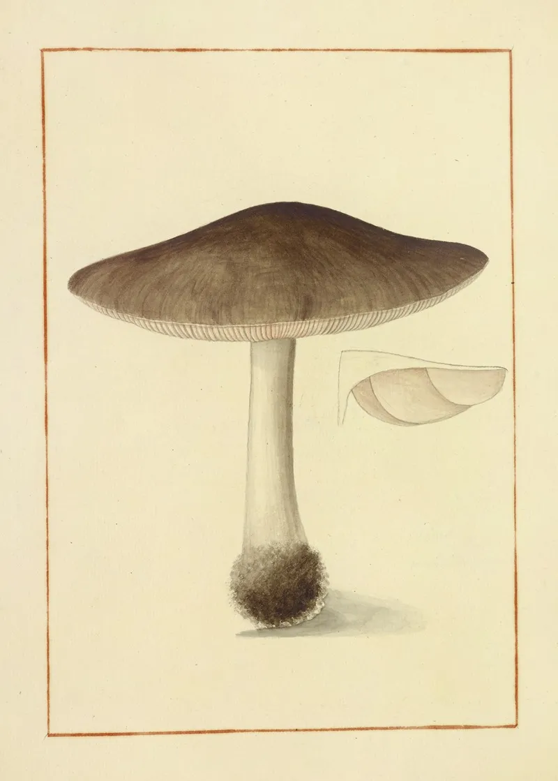 Icons Fungorum Circa Halifax Sponte Nascentium Pl 133 Wall Art by James Bolton - High-Resolution Digital Print