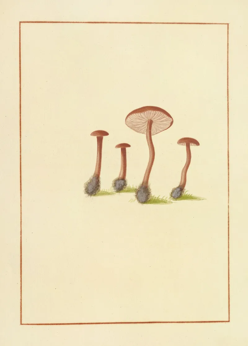 Icons Fungorum Circa Halifax Sponte Nascentium Pl 135 Wall Art by James Bolton - High-Resolution Digital Print