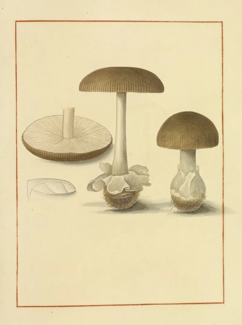 Icons Fungorum Circa Halifax Sponte Nascentium Pl 136 Wall Art by James Bolton - High-Resolution Digital Print