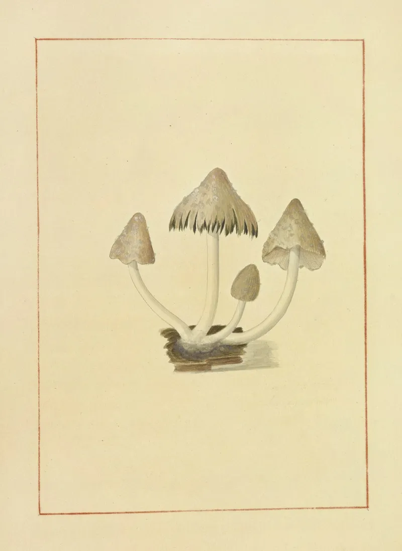 Icons Fungorum Circa Halifax Sponte Nascentium Pl 139 Wall Art by James Bolton - High-Resolution Digital Print