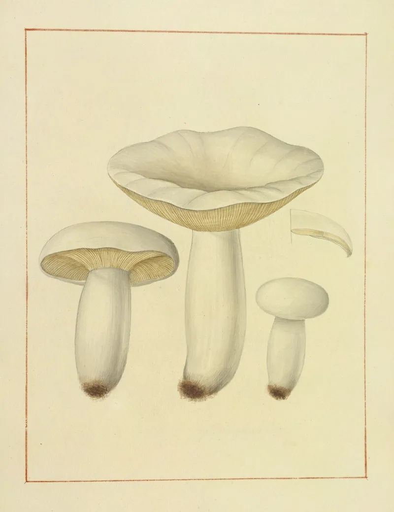 Icons Fungorum Circa Halifax Sponte Nascentium Pl 140 Wall Art by James Bolton - High-Resolution Digital Print