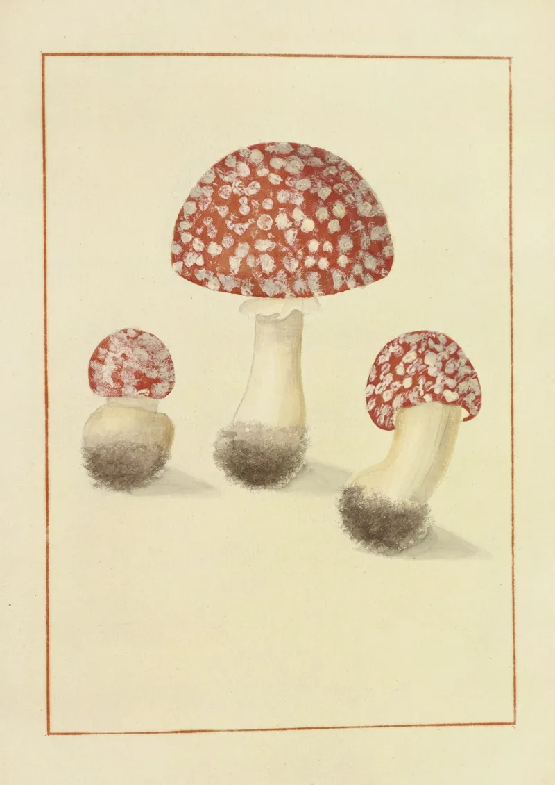 Icons Fungorum Circa Halifax Sponte Nascentium Pl 141 Wall Art by James Bolton - High-Resolution Digital Print