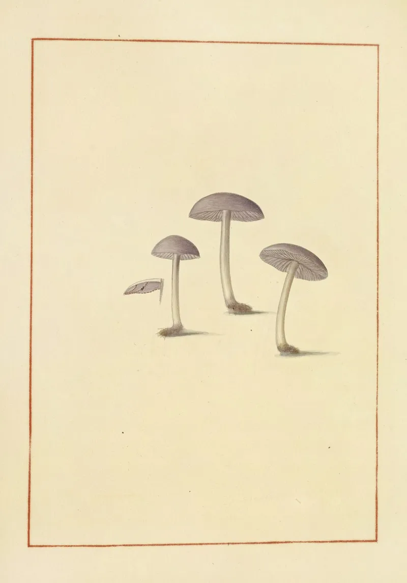 Icons Fungorum Circa Halifax Sponte Nascentium Pl 142 Wall Art by James Bolton - High-Resolution Digital Print