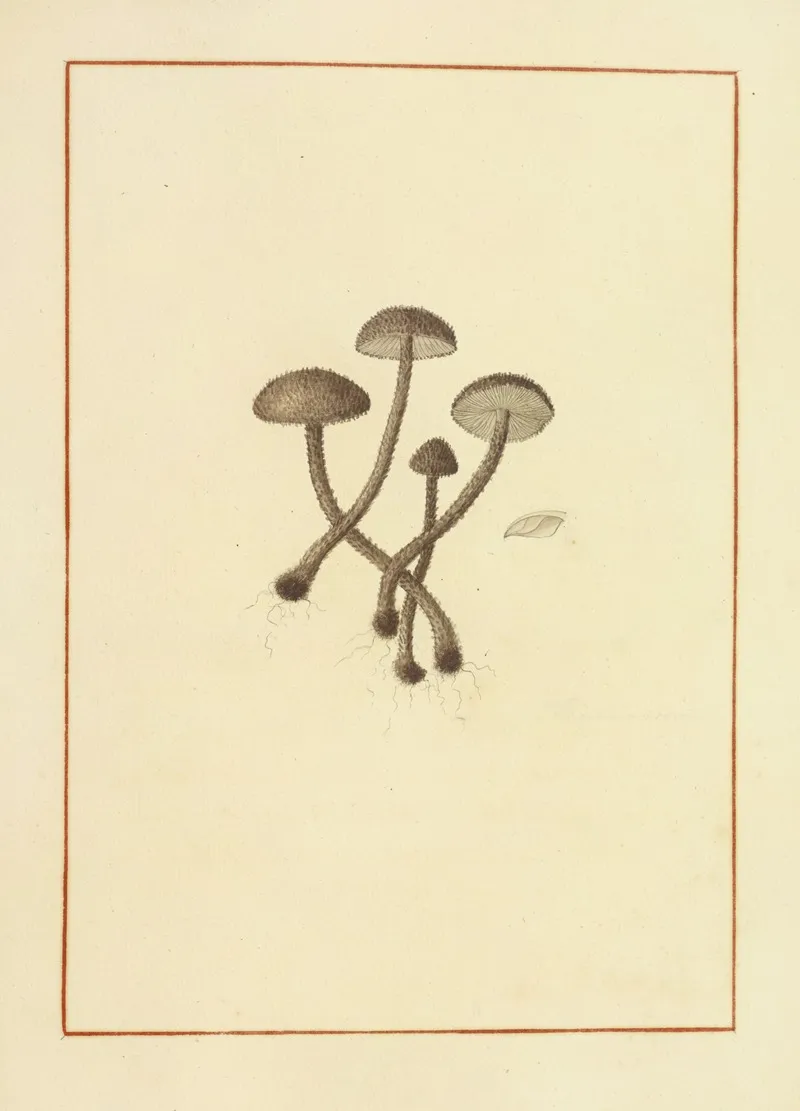 Icons Fungorum Circa Halifax Sponte Nascentium Pl 143 Wall Art by James Bolton - High-Resolution Digital Print