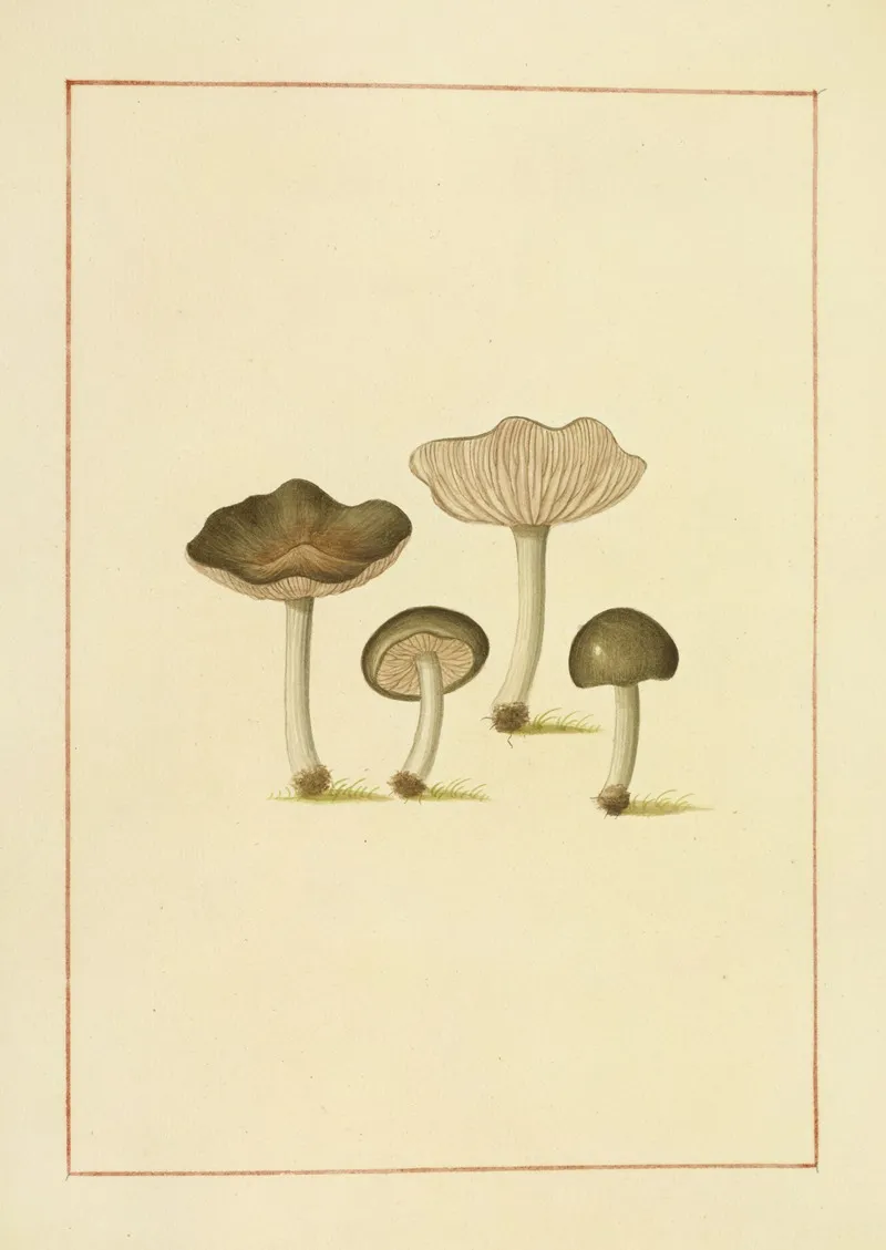 Icons Fungorum Circa Halifax Sponte Nascentium Pl 144 Wall Art by James Bolton - High-Resolution Digital Print