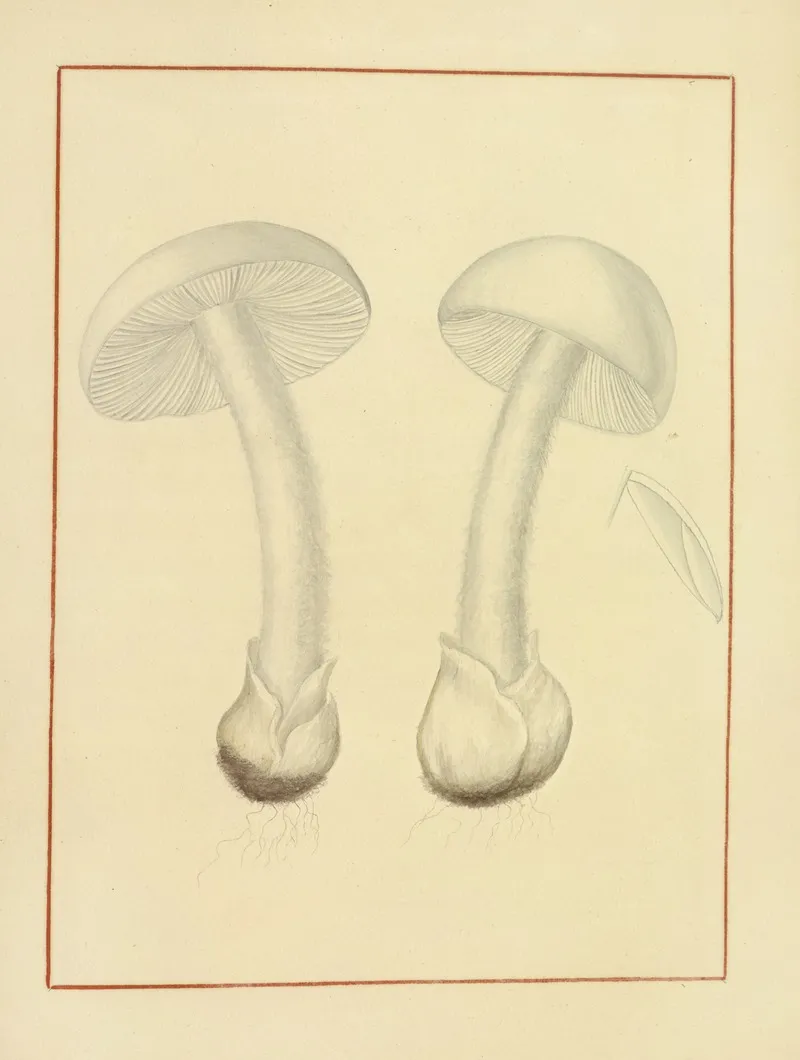 Icons Fungorum Circa Halifax Sponte Nascentium Pl 146 Wall Art by James Bolton - High-Resolution Digital Print