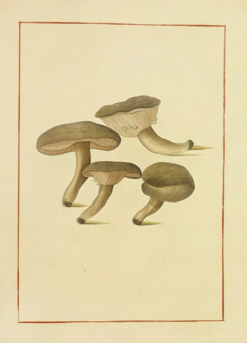 Icons Fungorum Circa Halifax Sponte Nascentium Pl 149 Wall Art by James Bolton - High-Resolution Digital Print