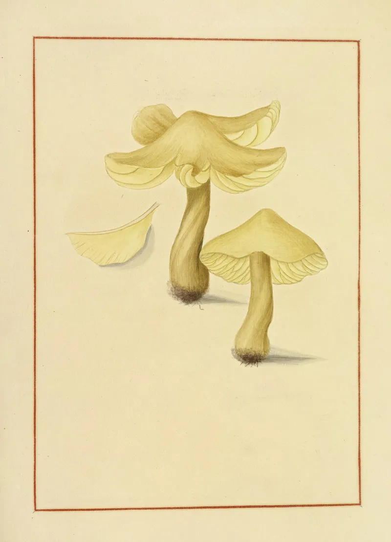 Icons Fungorum Circa Halifax Sponte Nascentium Pl 150 Wall Art by James Bolton - High-Resolution Digital Print