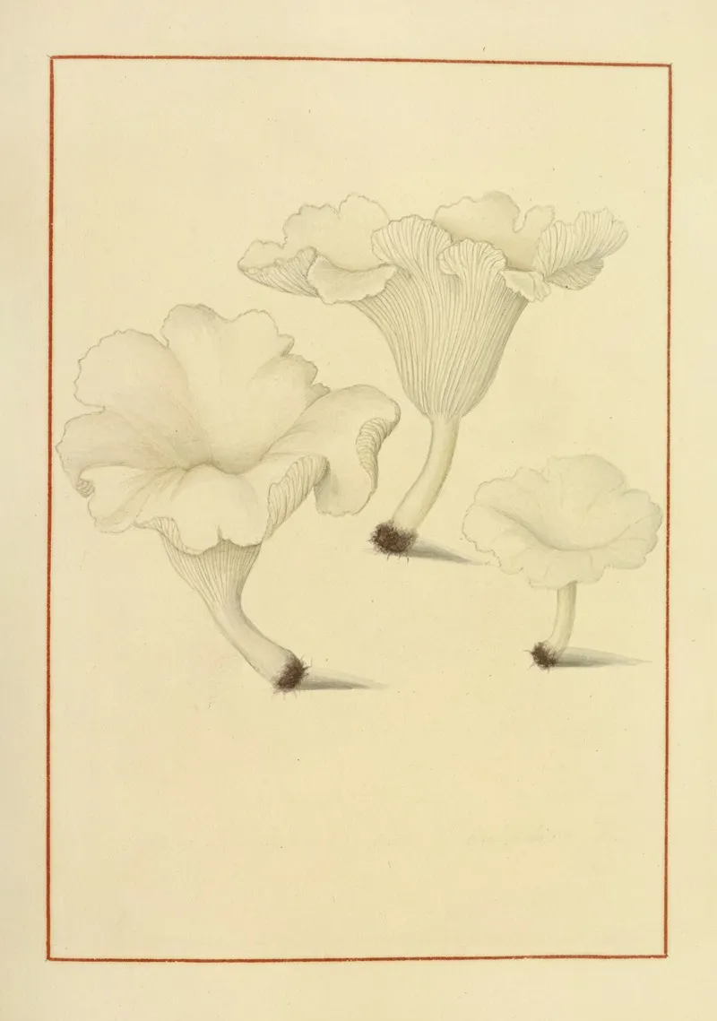Icons Fungorum Circa Halifax Sponte Nascentium Pl 151 Wall Art by James Bolton - High-Resolution Digital Print