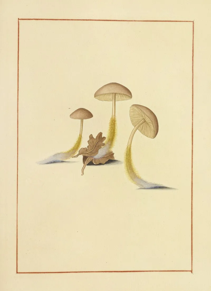 Icons Fungorum Circa Halifax Sponte Nascentium Pl 152 Wall Art by James Bolton - High-Resolution Digital Print