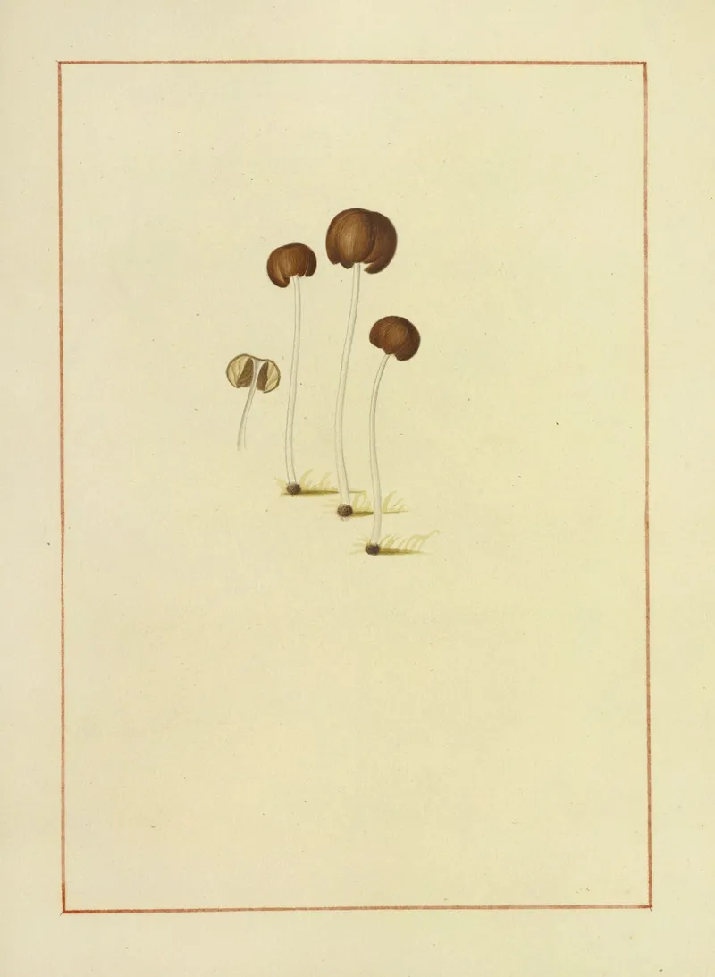 Icons Fungorum Circa Halifax Sponte Nascentium Pl 153 Wall Art by James Bolton - High-Resolution Digital Print
