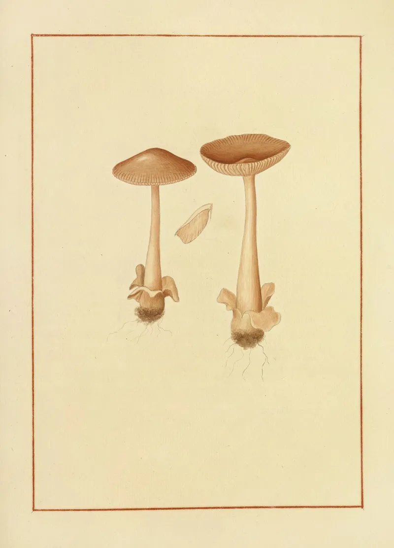Icons Fungorum Circa Halifax Sponte Nascentium Pl 154 Wall Art by James Bolton - High-Resolution Digital Print