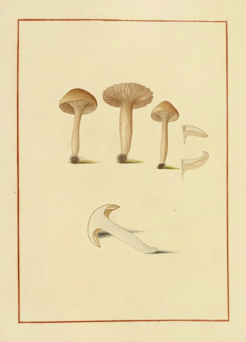 Icons Fungorum Circa Halifax Sponte Nascentium Pl 155 Wall Art by James Bolton - High-Resolution Digital Print
