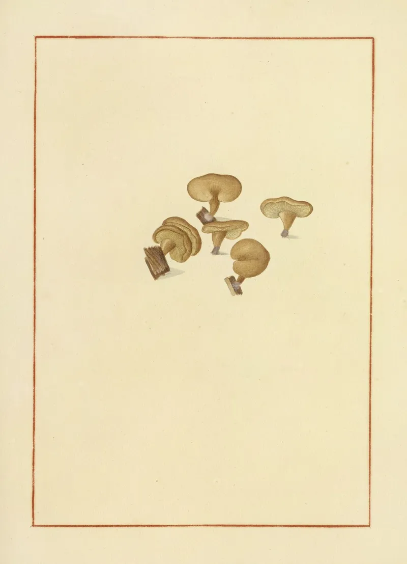 Icons Fungorum Circa Halifax Sponte Nascentium Pl 156 Wall Art by James Bolton - High-Resolution Digital Print