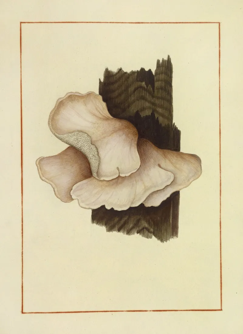 Icons Fungorum Circa Halifax Sponte Nascentium Pl 159 Wall Art by James Bolton - High-Resolution Digital Print
