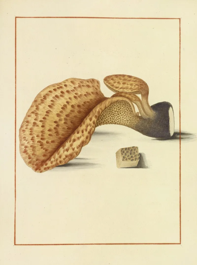 Icons Fungorum Circa Halifax Sponte Nascentium Pl 160 Wall Art by James Bolton - High-Resolution Digital Print