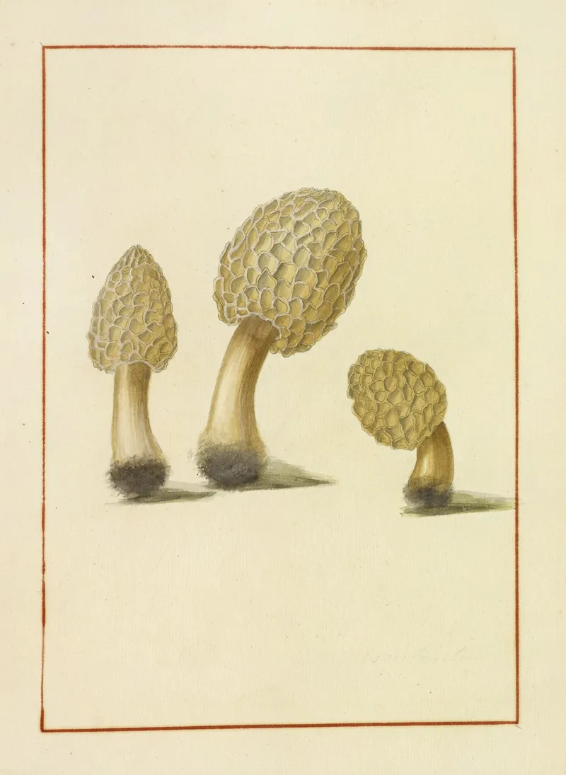 Icons Fungorum Circa Halifax Sponte Nascentium Pl 161 Wall Art by James Bolton - High-Resolution Digital Print