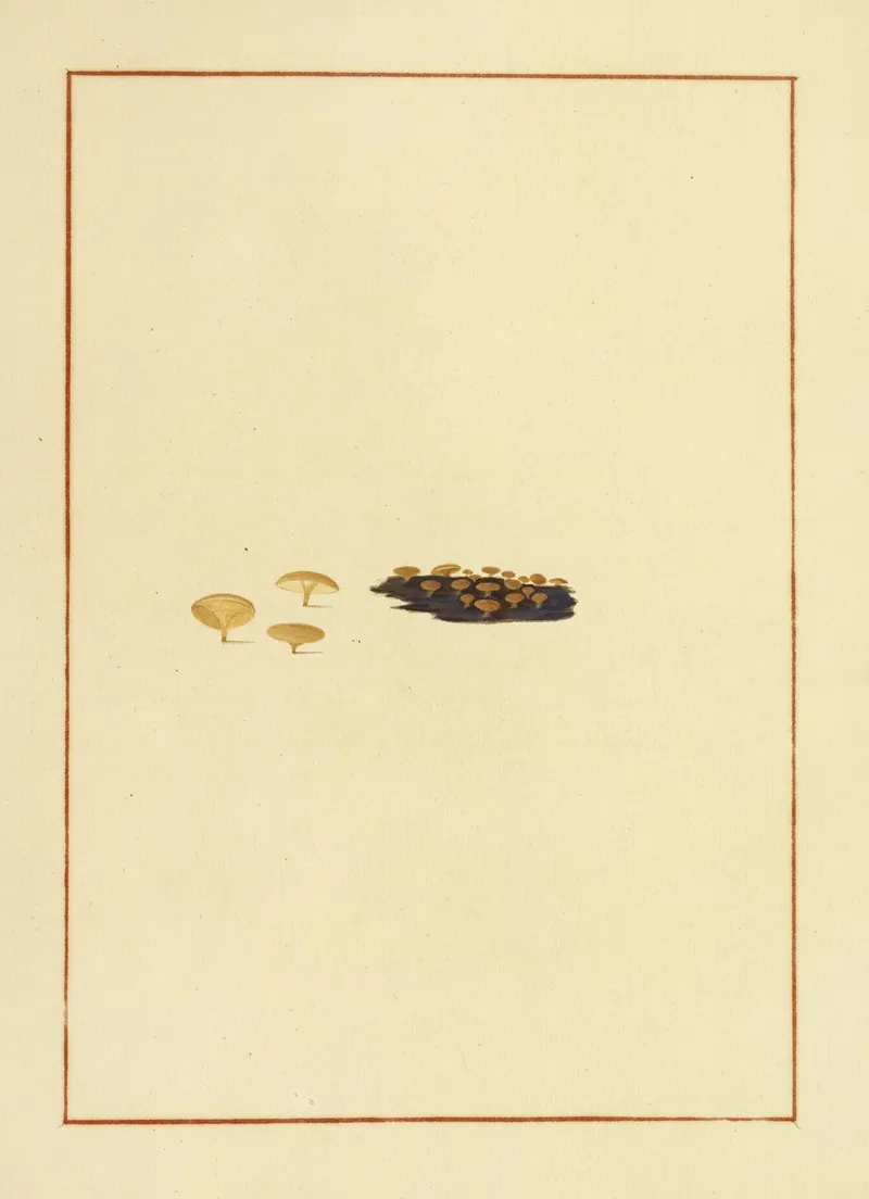 Icons Fungorum Circa Halifax Sponte Nascentium Pl 164 Wall Art by James Bolton - High-Resolution Digital Print