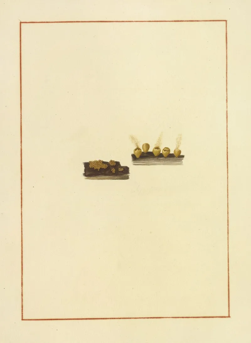 Icons Fungorum Circa Halifax Sponte Nascentium Pl 166 Wall Art by James Bolton - High-Resolution Digital Print