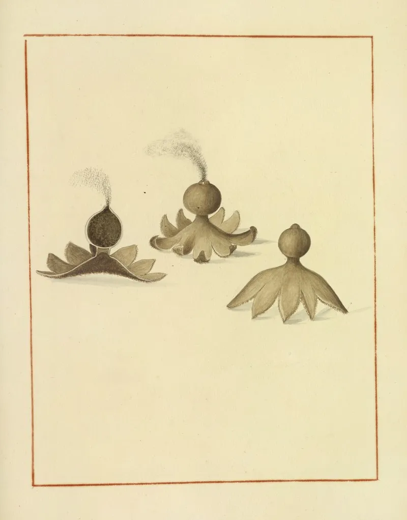 Icons Fungorum Circa Halifax Sponte Nascentium Pl 167 Wall Art by James Bolton - High-Resolution Digital Print