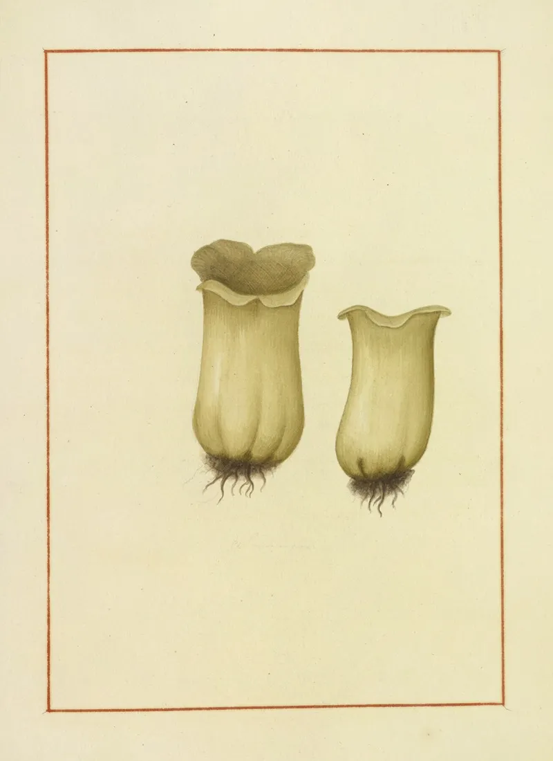 Icons Fungorum Circa Halifax Sponte Nascentium Pl 168 Wall Art by James Bolton - High-Resolution Digital Print