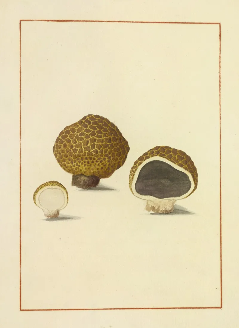 Icons Fungorum Circa Halifax Sponte Nascentium Pl 169 Wall Art by James Bolton - High-Resolution Digital Print