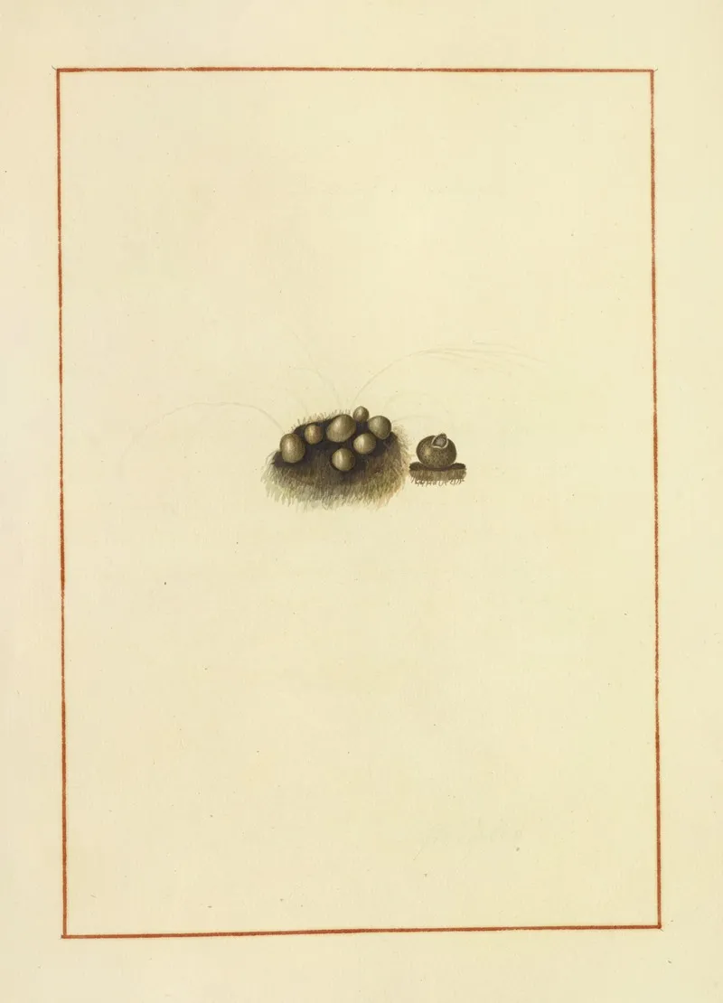 Icons Fungorum Circa Halifax Sponte Nascentium Pl 170 Wall Art by James Bolton - High-Resolution Digital Print